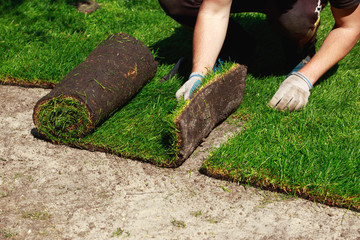 Green lawn grass in rolls