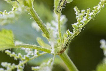 Spotted caterpillar on nettle blossom.