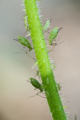 Bright green aphids on a stem.