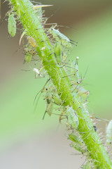 Bright green aphids on a stem.