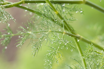 Fototapeta na wymiar Green summer background Dill with rain water drops. Shallow depth of field.