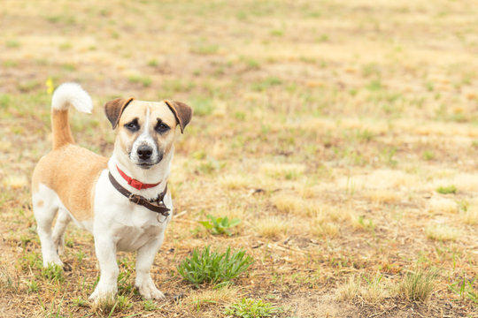 Red dog playing on the yellowed lawn. Shallow depth of field. Toned.