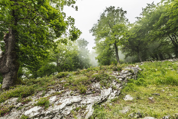 beautiful green landscape of misty wood