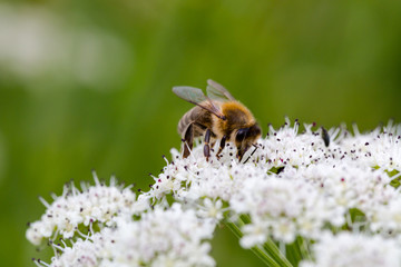 Bee pollinating small white flowers. Macro full frame
