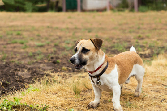 Red dog playing on the yellowed lawn. Shallow depth of field. Toned.