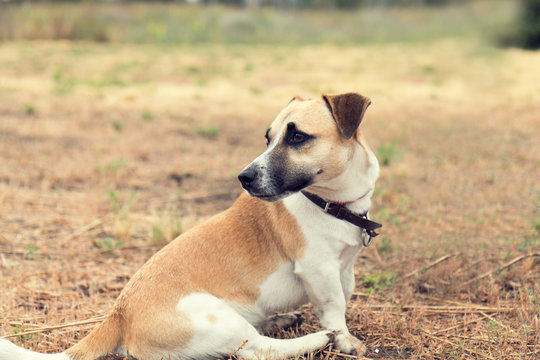 Red dog playing on the yellowed lawn. Shallow depth of field. Toned.