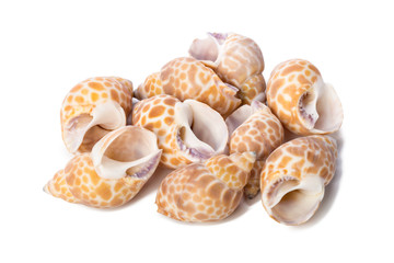 Seashell isolated on white background