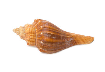 Seashell isolated on white background