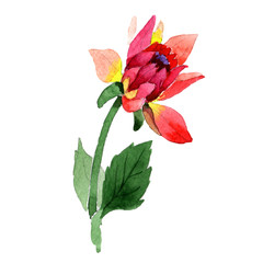 Wildflower dahlia flower in a watercolor style isolated.