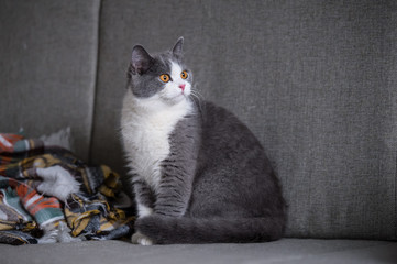 Gray British shorthair cats, indoors