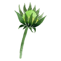 Wildflower Gaillardia flower leaf in a watercolor style isolated.