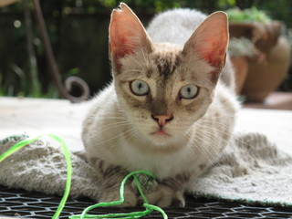 gatto 