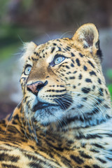  Leopard, panther, Panthera pardus 