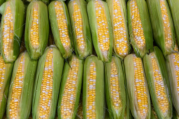 Sweet Corns on a Cob Closeup