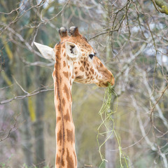     Giraffe, funny face eating grass 