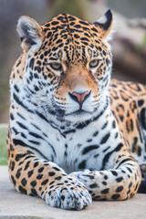 Fototapeta na wymiar Leopard, panther, Panthera pardus 