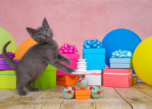 Fluffy gray kitten on wood floor paws up on a porcelain white table with tiny birthday cake with one pink candle. Bright colorful balloons and presents with bows all around, pink background.