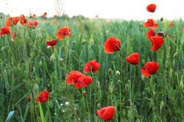Fototapeta na wymiar Growing red poppies field
