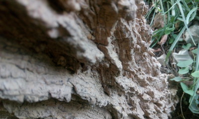 curves of tree