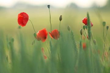 Red poppies grow on wheat field