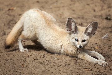 Fennec fox (Vulpes zerda).