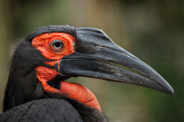 Southern ground hornbill (Bucorvus leadbeateri)