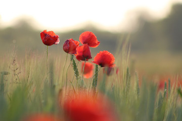 Red poppies on wheat field