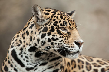 Fototapeta na wymiar Jaguar (Panthera onca).