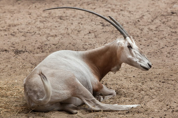 Scimitar oryx (Oryx dammah)