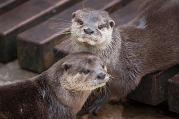 Oriental small-clawed otter (Amblonyx cinereus)