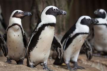 Obraz premium African penguin (Spheniscus demersus)