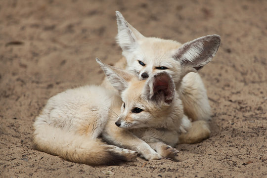 Fennec foxes (Vulpes zerda).