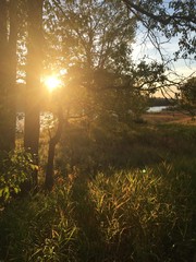 grass, dirt and trees