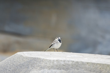      White Wagtail, Motacilla alba, little bird 