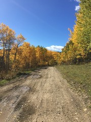 grass, dirt and trees