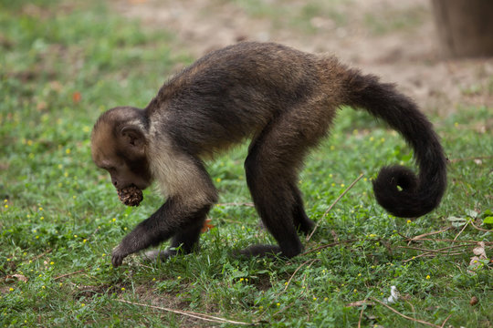 Golden-bellied capuchin (Sapajus xanthosternos)