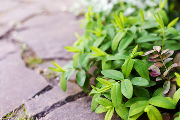 Hypericum calycinum branches lie on the path of sandstone. Selective focus.