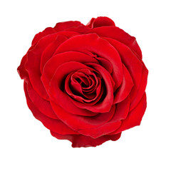 Red rose flower rosette