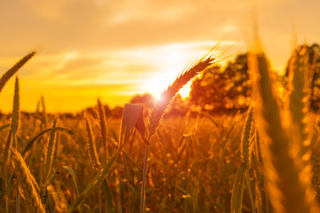 Landleben Kornfeld am Abend Spätsommer Landwirtschaft Gegenlicht stimmungsvoll Sonnenuntergang,...