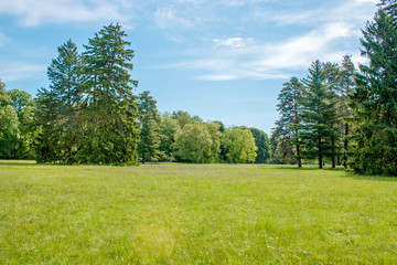  tall pine trees on a glade in the arboretum © Vadim Hnidash