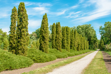 Obraz premium beautiful summer alley in the arboretum