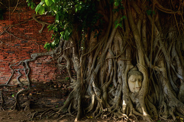Amazing sand stone buddha head in tree root in Mahathat temple, Ayutthaya, Thailand, UNESCO,Thailand temple