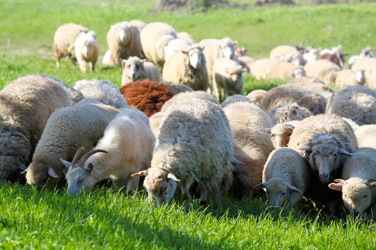 A flock of sheep grazes on a green meadow