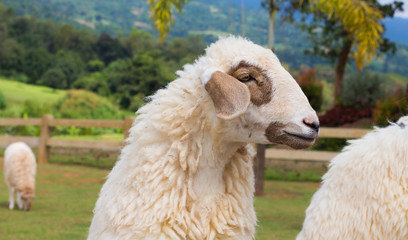 Fototapeta premium Sheep head looking