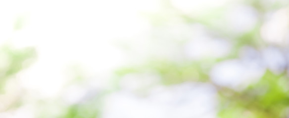 Blur white green natural abstract background - 160760690