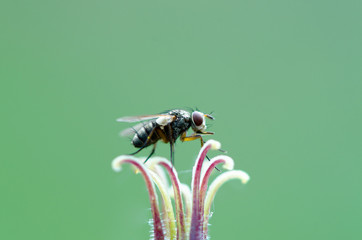 Fly on a flower 