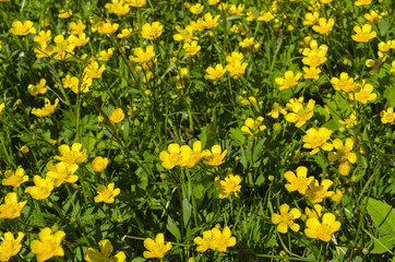 Yellow buttercup flowers in a summer meadow. Beautiful vibrant  background for wallpaper,  web design,floral texture. Summer times nature image.