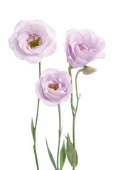 Beautiful pale violet eustoma flowers isolated on white background