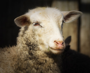 Portrait of a lamb