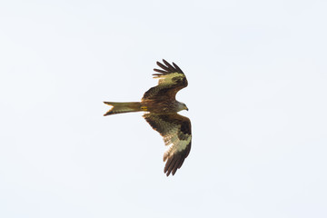 flying red kite (milvus milvus) with white background